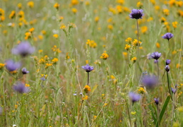 field of flowers